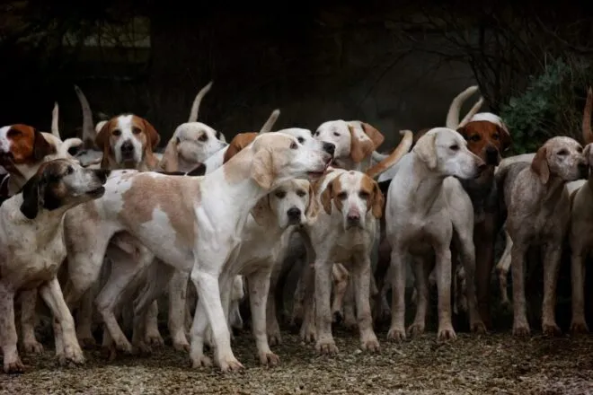 ¿Es legal vender perros en España?